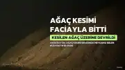 Aksaray'da Ağaç Kesimi Sırasında Feci Kaza: 1 Ölü, 1 Gözaltı