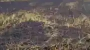 Siverek'te Arazi Yangını: 3 Yaralı ve 200 Dönümlük Zarar