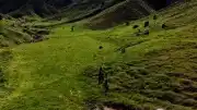 Tunceli'de Mantar Toplayan 3 Kişi Ayı Saldırısına Uğradı