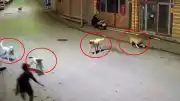 Ordu Çamaş'ta Sokak Köpekleri 10 Yaşındaki Çocuğa Saldırdı