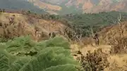 Kosta Rika Ordusunu Kaldırınca Ormanlarının Üçte İkisini Kaybetti, Sonra Toparlanarak Lider Oldu