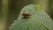 Sivas'ta Kene Kaynaklı Kırım Kongo Kanamalı Ateş (KKKA) Hastalığı Nedeniyle Bir Kişi Hayatını Kaybetti