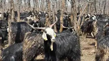 Bingöl'de Soğuk Hava Nedeniyle Yayla Sezonu Gecikti, Hayvanlar Ahırlarda Besleniyor