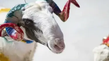 2026 Kurban Bayramı Tatili 9 Gün Oldu: Başlangıç Tarihi Belli Oldu