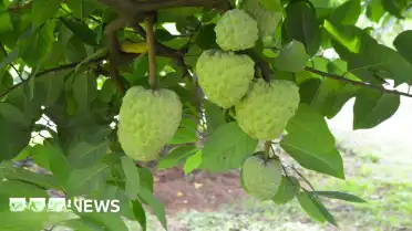 Kuraklığa Dayanıklı ve Az Suyla Yetişen 'Custard Apple' Meyvesi İlgi Görüyor