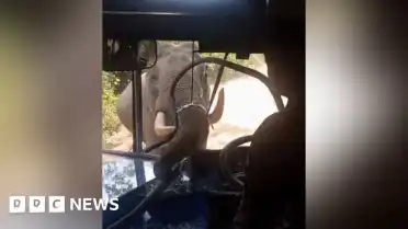 Sri Lanka'da Vahşi Filin Otobüs Saldırısı: Personel Taşıyan Araca Zarar Verdi