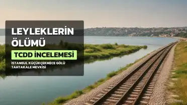 Leyleklerin Ölümü Sonrası TCDD Harekete Geçti: Bilimsel İnceleme Başlatıldı