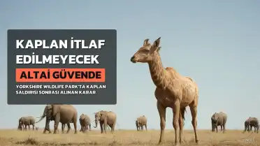 Yorkshire Hayvanat Bahçesi'nde Ziyaretçiyi Öldüren Kaplan 'Altai' İtlaf Edilmeyecek