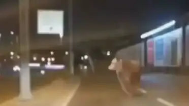 Avcılar'da Trafiğe Çıkan Boğa Paniğe Neden Oldu