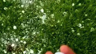 Batman'ın Kozluk ilçesinde ceviz büyüklüğünde dolu yağışı tarım arazilerine zarar verdi