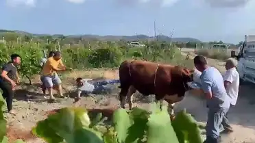 Bursa'da Kurbanlık Boğa Sahibine Tekme Attı
