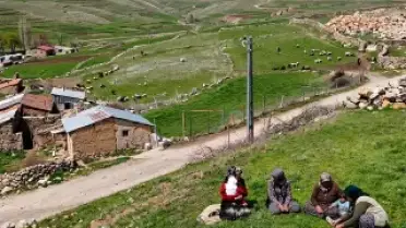 Doğada Yetişen Madımak 250 Liradan Satılıyor