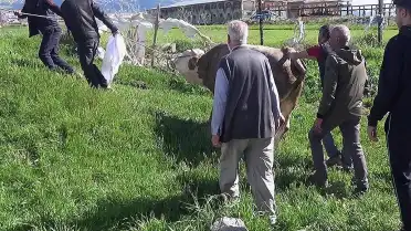 Erzurum'da Kurban Kesimi Sırasında 127 Kişi Yaralandı, Bir Kişi Hayatını Kaybetti