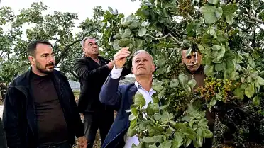 Hasan Altun, Dolu Yağışlarının Ardından Fıstık Bahçelerinde İnceleme Yaptı