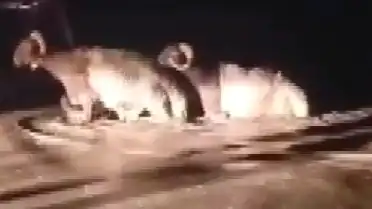 Hatay'da Sağanak Nedeniyle Hayvan Pazarı Sular Altında Kaldı