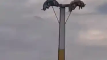 İzmir'de Lunapark Kabusu: Oyuncak Arızaları Vatandaşları Mahsur Bıraktı