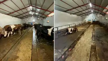 Kadın Besici Kurban Bayramı'nda Elde Ettiği Geliri Açıkladı: 28 Büyükbaş Hayvandan 5.5 Milyon TL Ciro