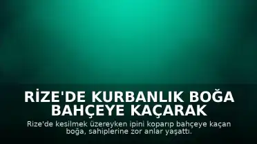 Rize'de Kurbanlık Boğa Bahçeye Kaçarak Sahiplerine Zor Anlar Yaşattı