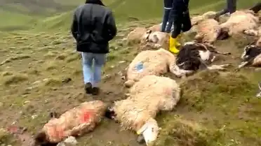 Van'ın Çaldıran ilçesinde yıldırım düşmesi sonucu 30 koyun telef oldu