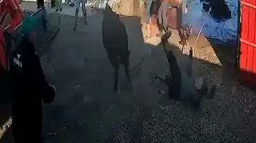 Afyonkarahisar'da Kurbanlık Boğa Saldırdı: 5 Yaralı