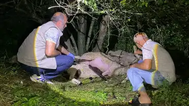 Bursa'nın İnegöl ilçesinde yıldırım düşmesi sonucu 6 koyun telef oldu