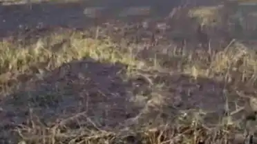 Siverek'te Arazi Yangını: 3 Yaralı ve 200 Dönümlük Zarar