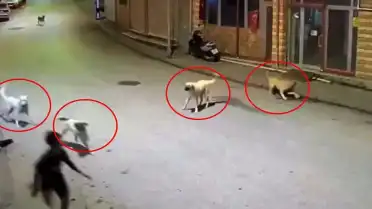 Ordu Çamaş'ta Sokak Köpekleri 10 Yaşındaki Çocuğa Saldırdı