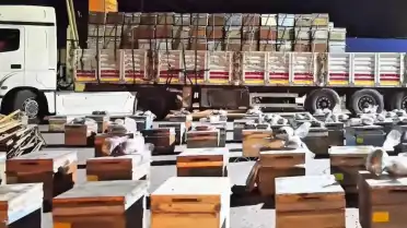 Hakkari'de Arı Kovanlarına Gizlenmiş 91 Kilogram Uyuşturucu Ele Geçirildi, 3 Şüpheli Yakalandı
