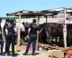 Kurban Pazarında Çıkan Kavgada 5 Kişi Yaralandı