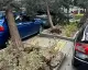 Ankara'da Kuvvetli Rüzgar: Ağaçlar Devrildi, Trafik Aksadı