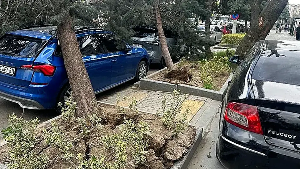 Ankara'da Kuvvetli Rüzgar: Ağaçlar Devrildi, Trafik Aksadı