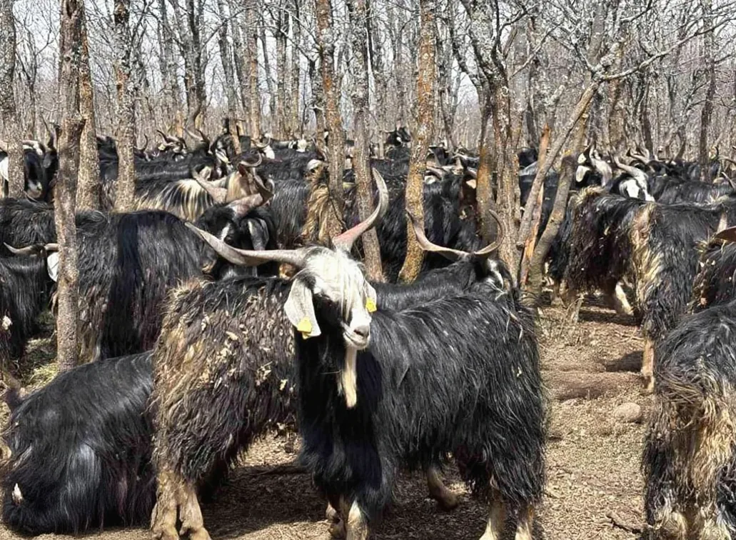 Bingöl'de Soğuk Hava Nedeniyle Yayla Sezonu Gecikti, Hayvanlar Ahırlarda Besleniyor