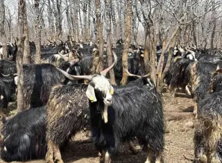 Bingöl'de Soğuk Hava Nedeniyle Yayla Sezonu Gecikti, Hayvanlar Ahırlarda Besleniyor