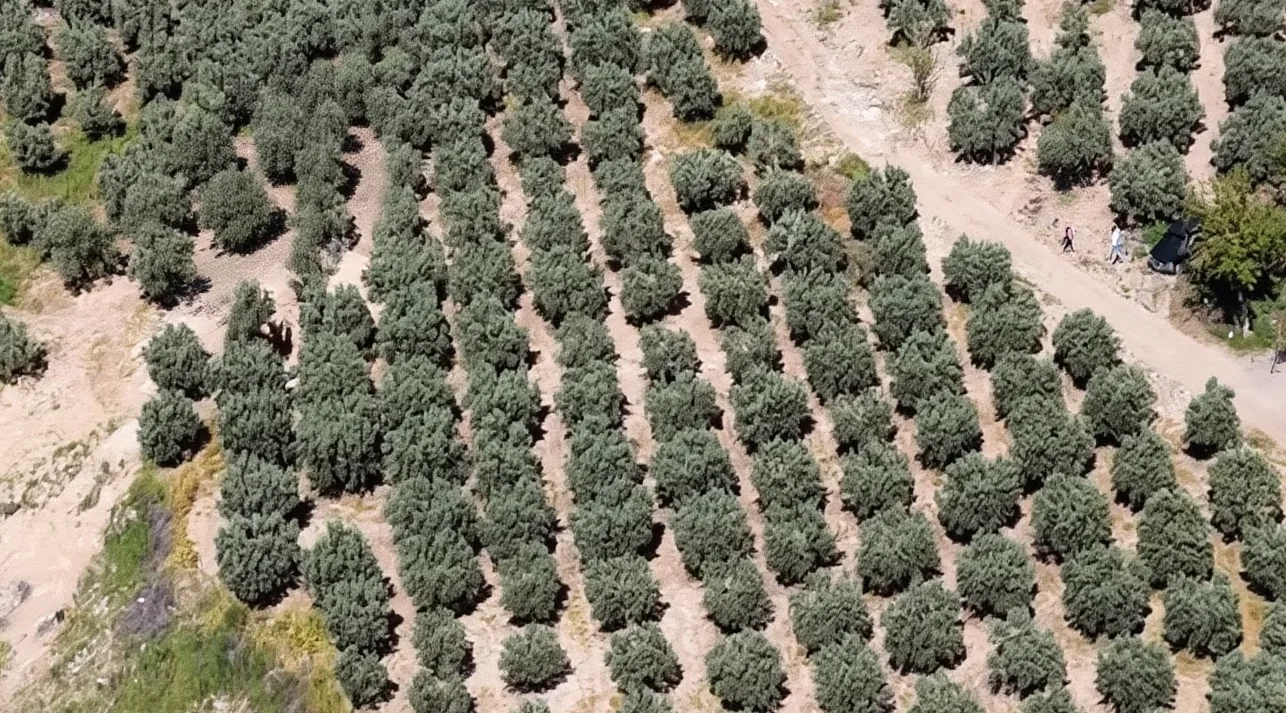 Osmaniye'de Kaçak Kazıya Dronla Müdahale: 6 Kişi Gözaltına Alındı