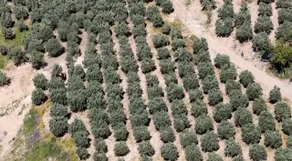 Osmaniye'de Kaçak Kazıya Dronla Müdahale: 6 Kişi Gözaltına Alındı