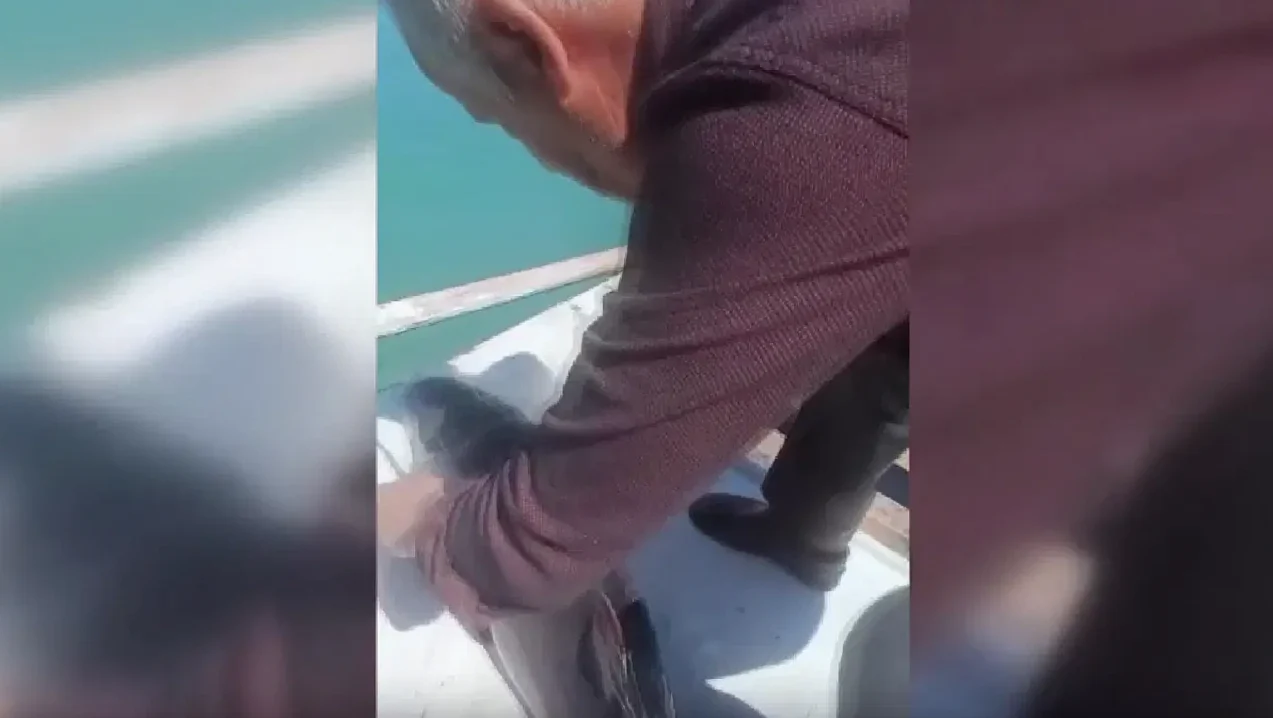 Sinop'ta Balıkçı Ağına Takılan Yunus Yavrusu Kurtarıldı
