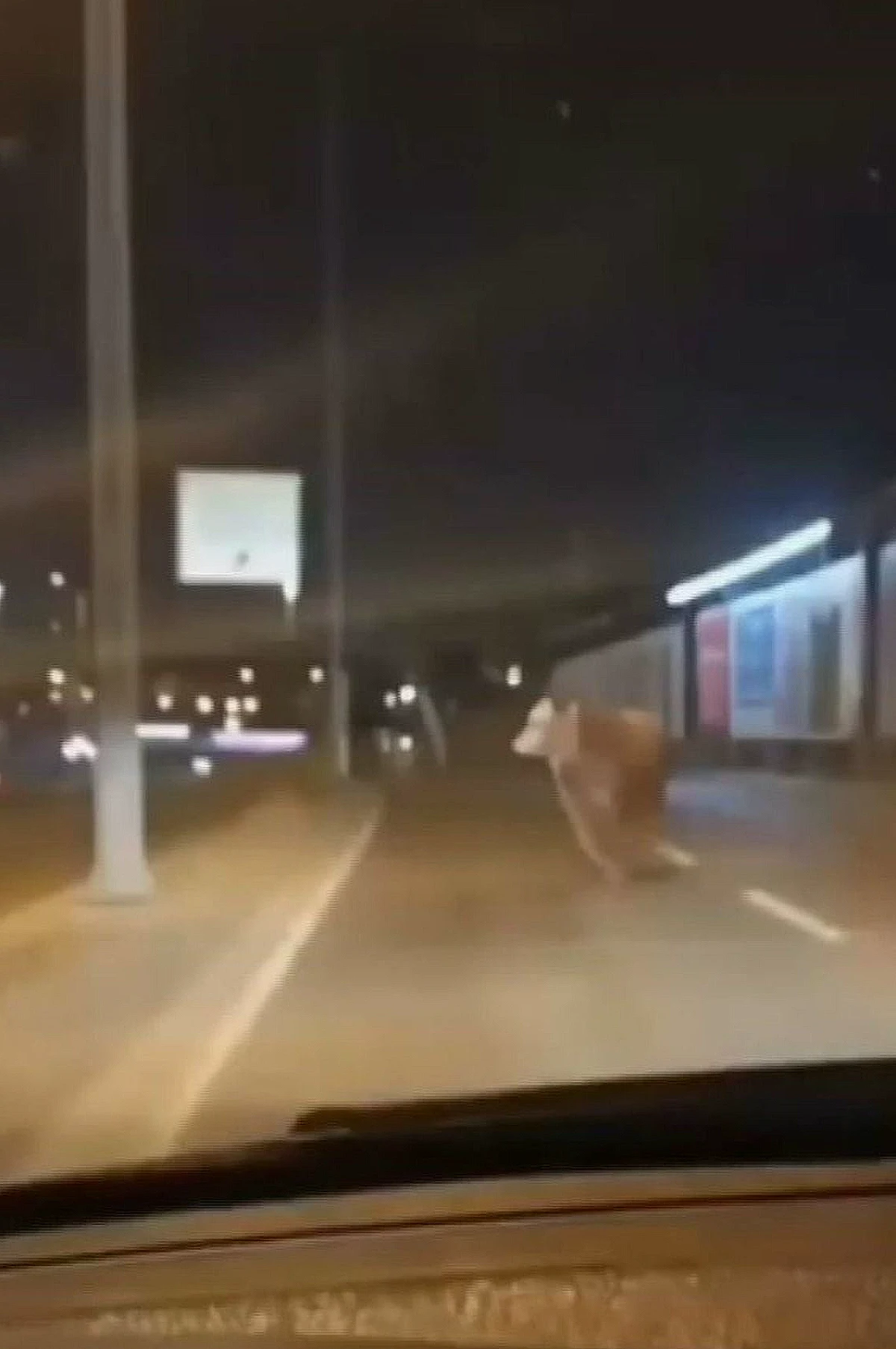 Avcılar'da Trafiğe Çıkan Boğa Paniğe Neden Oldu