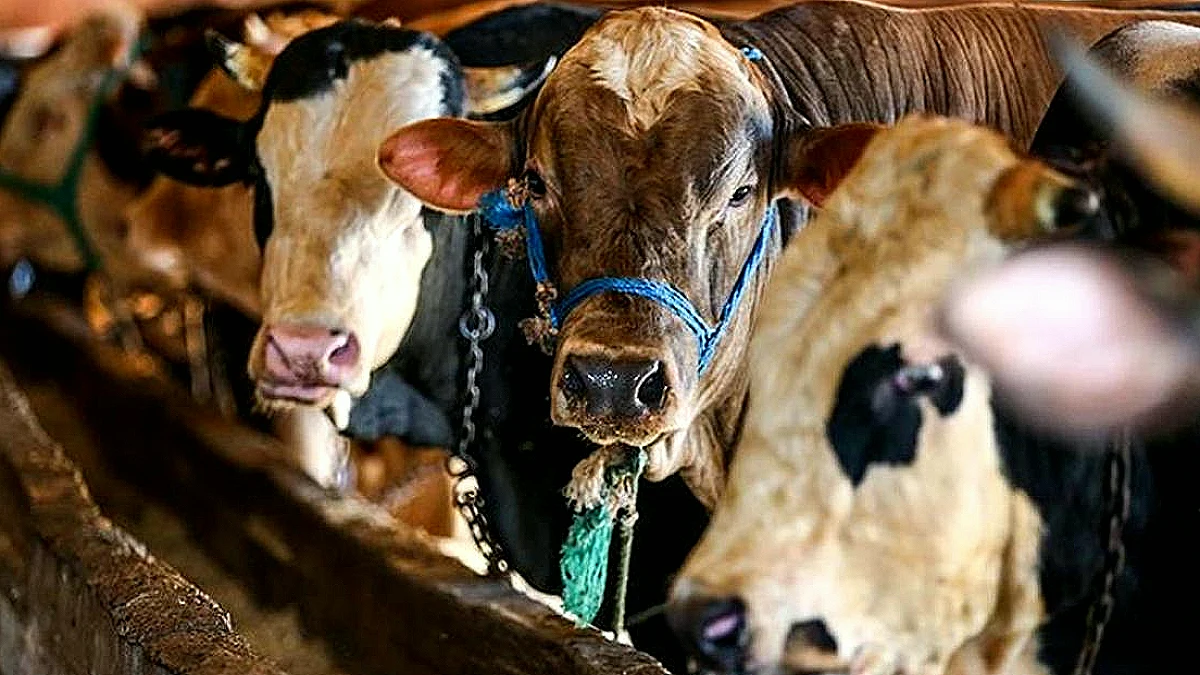 İstanbul'a Kurbanlık Hayvan Girişleri Başladı: Denetimler Sıkı Tutuluyor